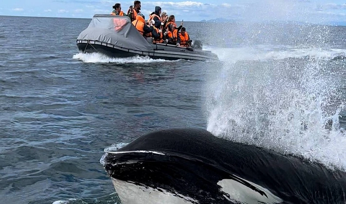 Туристы на Сахалине получили невероятные эмоции из-за косаток