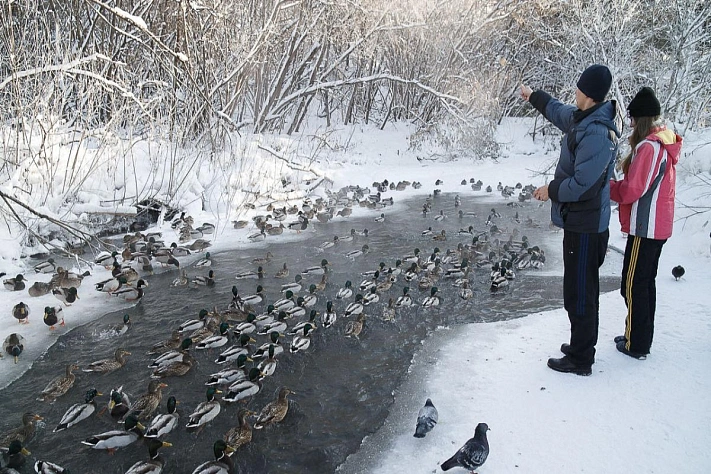 Пришло время считать уток