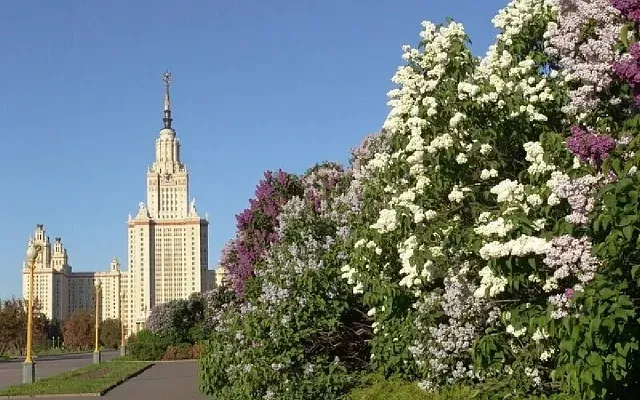 МГУ переводит 3 тысячи студентов на дистант из-за заразы
