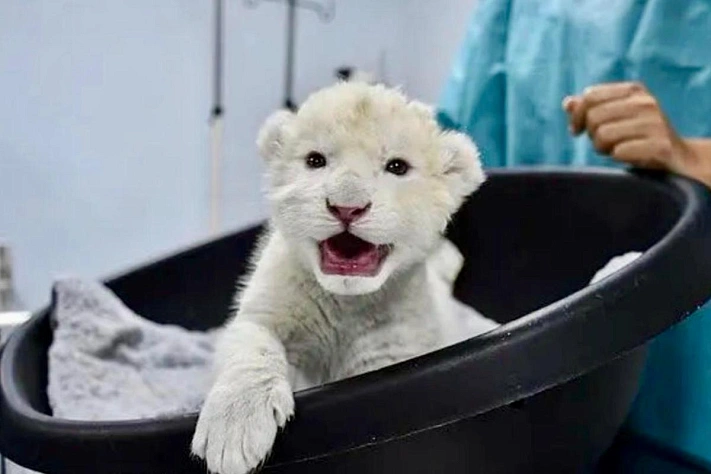 Белый Белый львёнок, который стал рождественским чудом