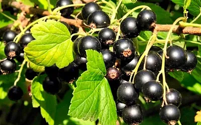 Какие растения лучше сажать рядом со смородиной, а какие стоит избегать