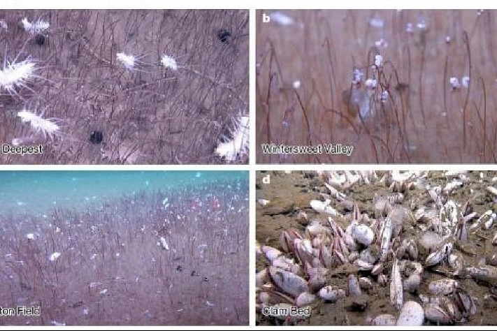 У берегов Камчатки найдена жизнь без солнца