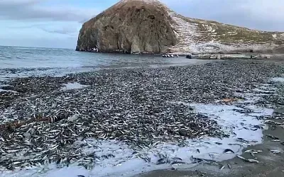 На Кунашире отмечен массовый выброс на берег иваси
