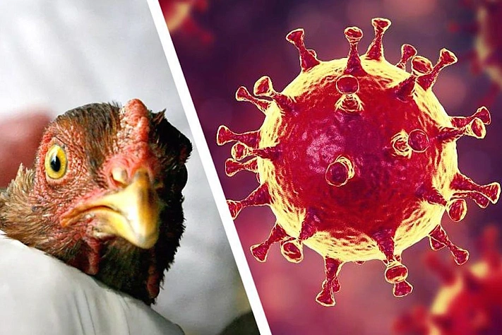 Чем опасен птичий грипп для человека и как избежать заражения