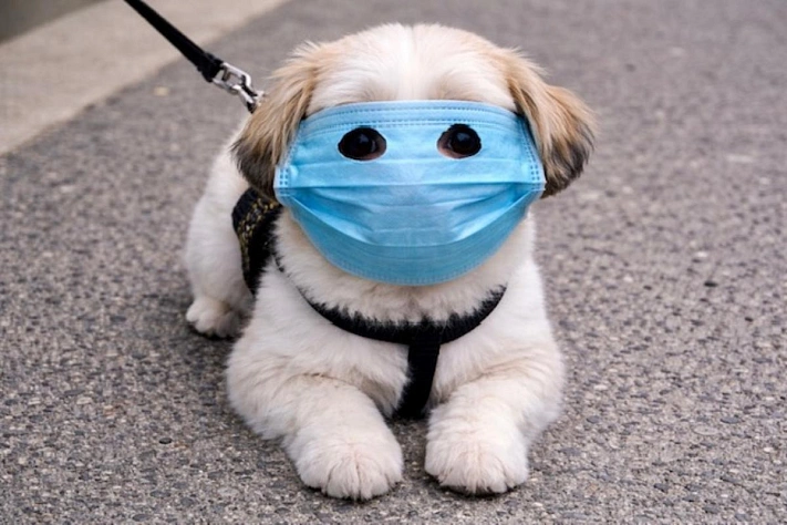 Шесть лет спустя пандемия вдруг снова стала личной