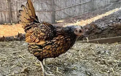 Американская курица установила рекорд долголетия