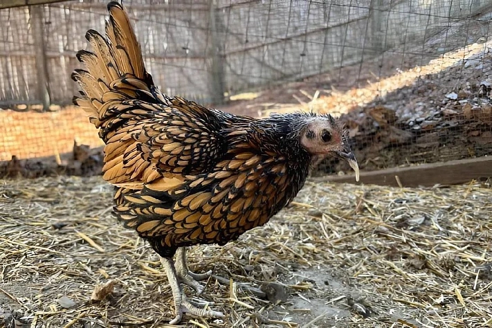 Американская курица установила рекорд долголетия