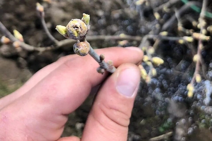 Почковый клещ на смородине