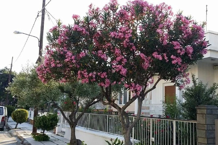 Дома на черноморском побережье России подорожали за три года в среднем на 25%