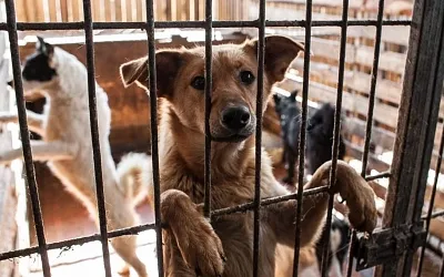 В Оренбурге подрядчик по отлову отказался исполнять закон об эвтаназии животных