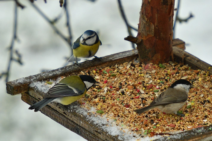 Чем безопасно кормить птиц зимой