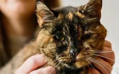 Самая старая кошка мира и жизнь длиною в три десятилетия