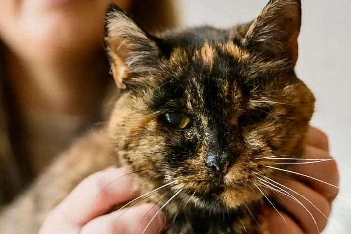 Самая старая кошка мира и жизнь длиною в три десятилетия