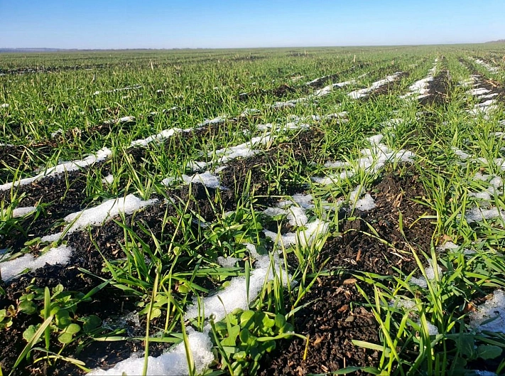 Более 245 тыс. га сельхозкультур погибло в Воронежской области из-за заморозков