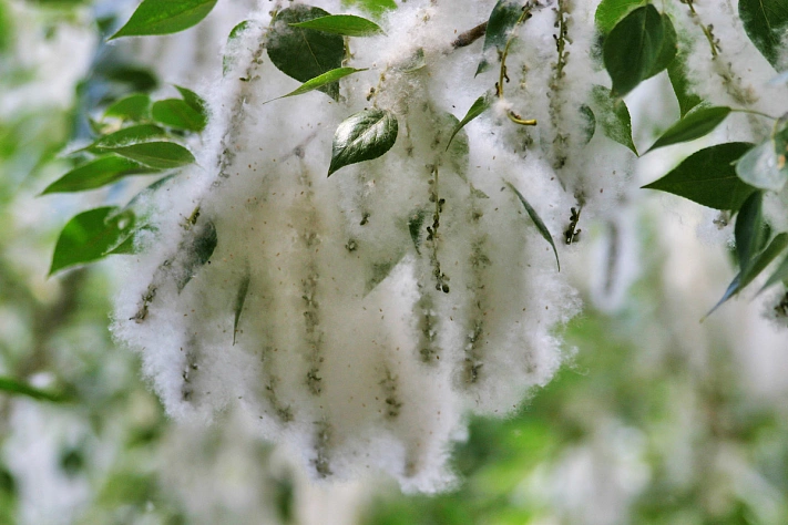 Учёные из Петербурга разработали метод генного редактирования деревьев