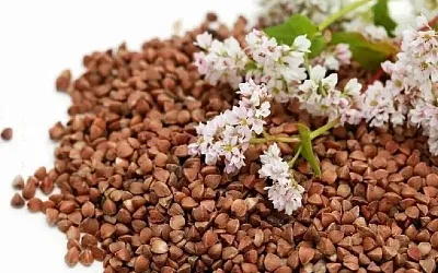 Урожай гречки в России резко сократится