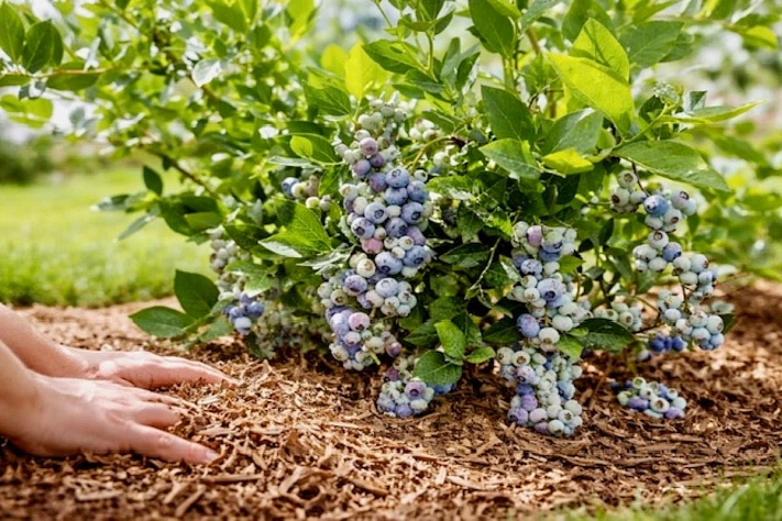 Почему голубику весной лучше не трогать лишний раз