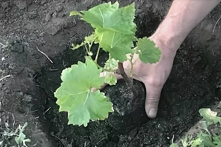 Когда сажать виноград в 2026 году