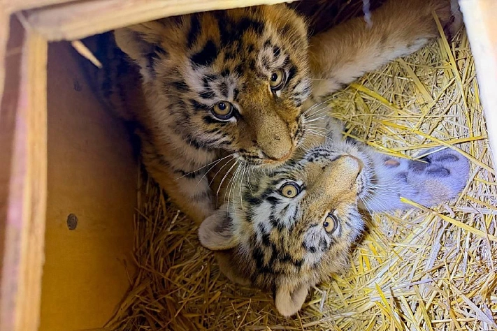 В Приморье спасли двух осиротевших тигрят