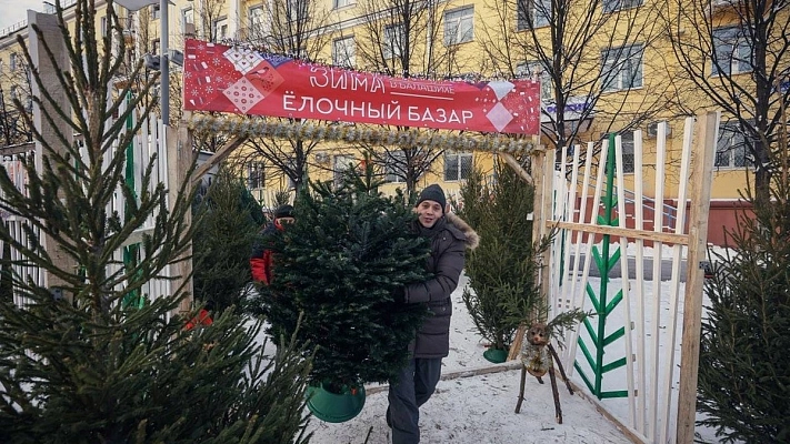 Стоимость живых елей в России выросла почти вдвое