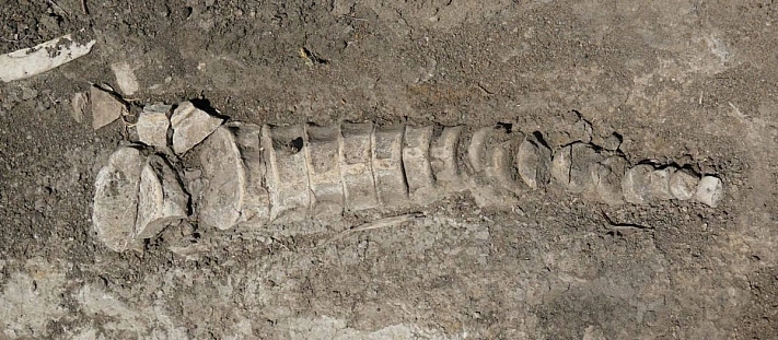 Российский тракторист откопал останки… ихтиозавра