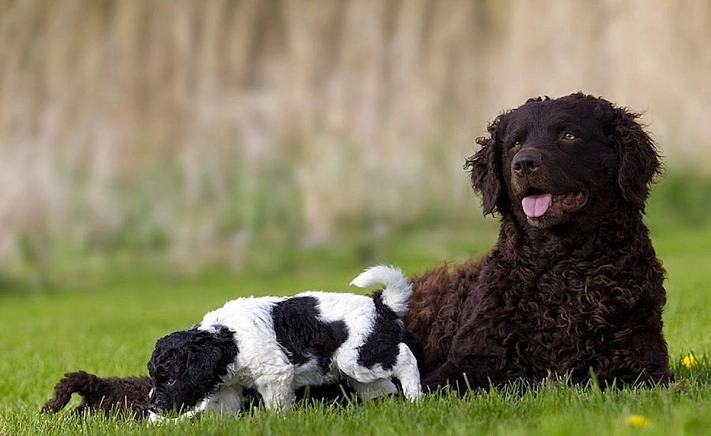 Их было четыре на всю Британию, теперь стало двенадцать