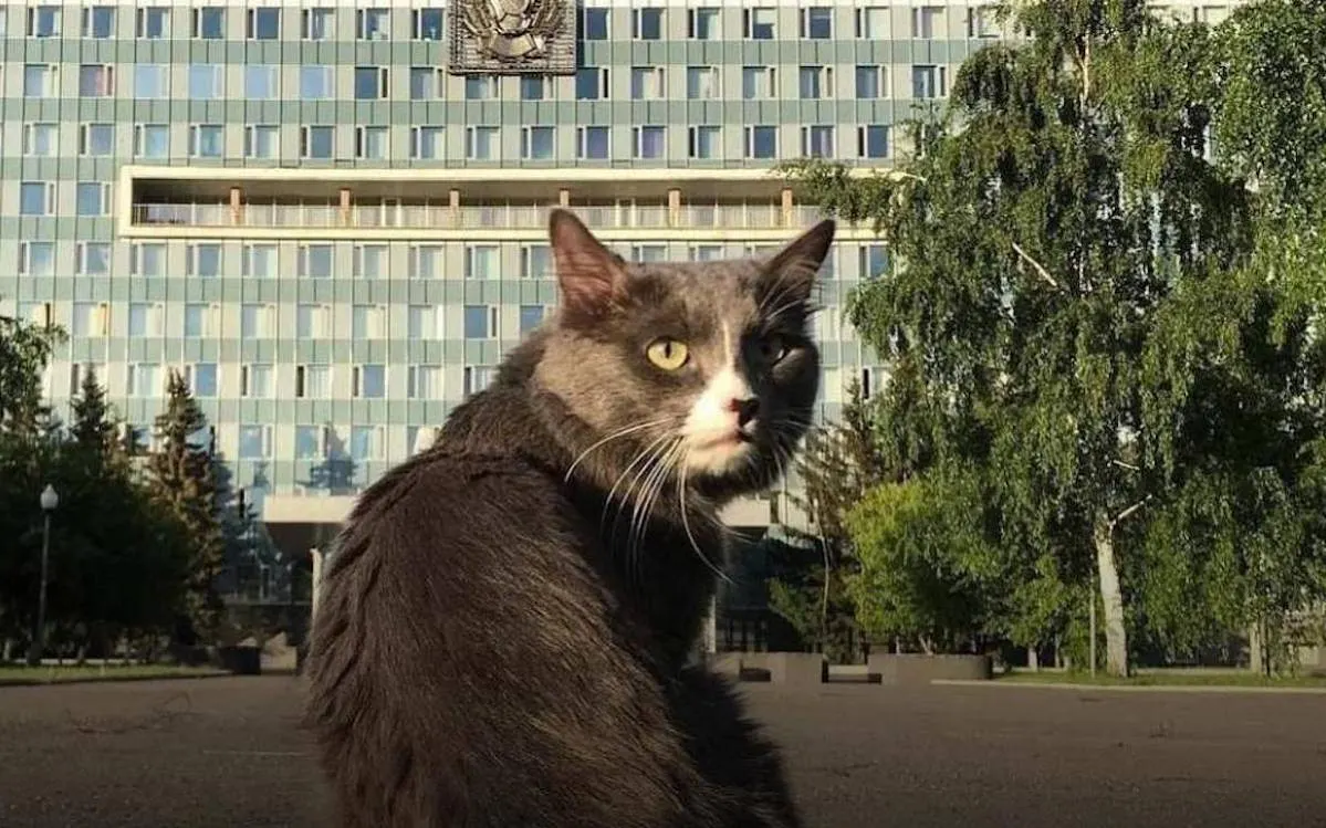 В Перми пропал кот-бизнесмен