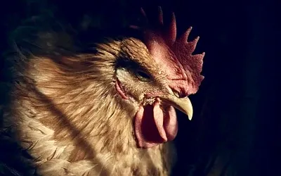 Россия ограничила ввоз бразильского мяса из-за птичьего гриппа