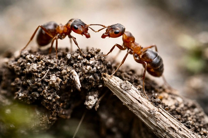 Как муравьи узнают своих и мгновенно находят чужаков