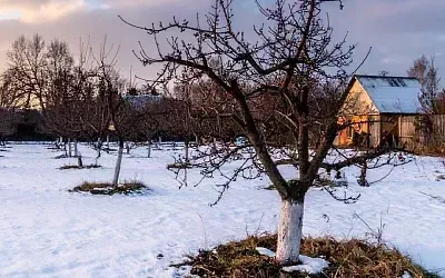 Последний зимний месяц — время заготовки черенков и защиты от снегопадов