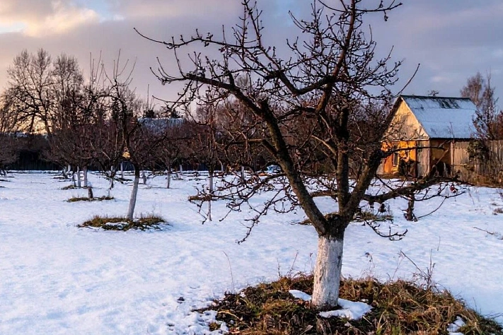 Последний зимний месяц — время заготовки черенков и защиты от снегопадов