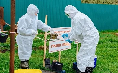 В Удмуртии обнаружили уже два очага птичьего гриппа
