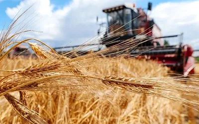 В России начали расти цены на зерно
