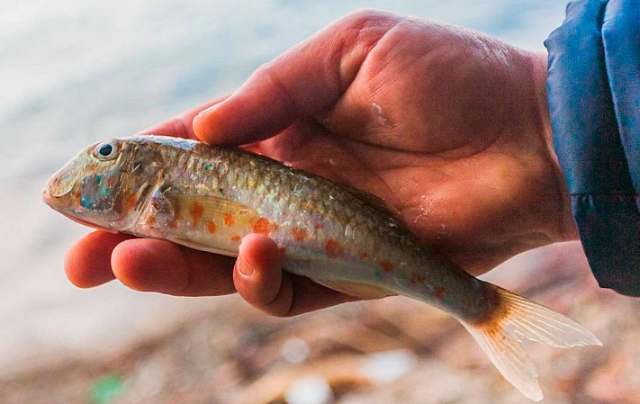В Сочи подскочили цены на... барабулю