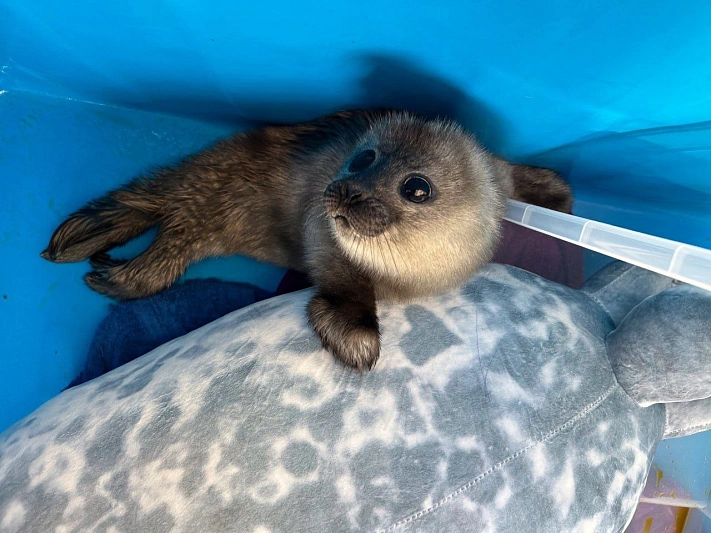 В Ленобласти к кафе подкинули коробку с детёнышем нерпы