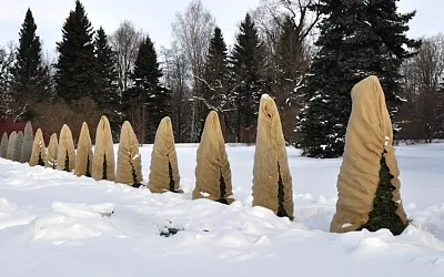 В марте это самые уязвимые деревья на даче