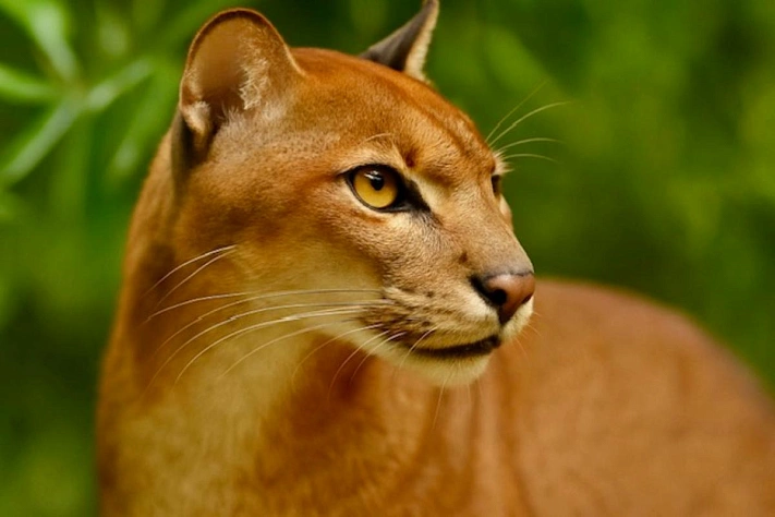 Золотая кошка, которую почти никто не видел