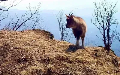 Редкий козёл попал на видео в Приморье