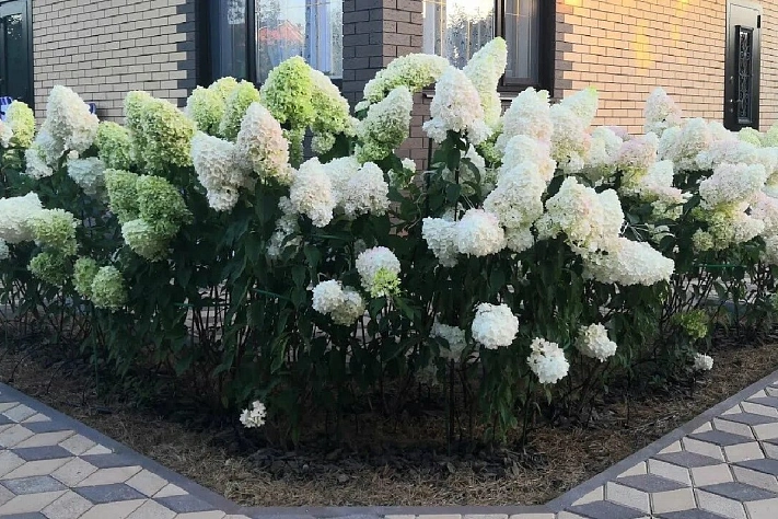 Сроки и правила внесения удобрений под гортензии