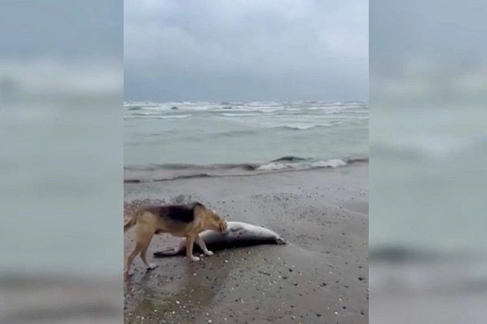 Более 480 мертвых тюленей на берегу Каспия,подробности