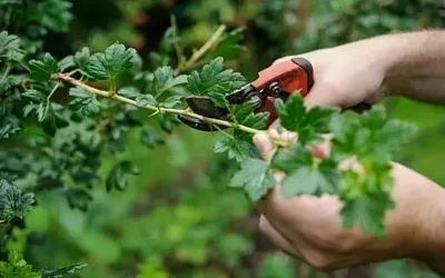 Весенняя обрезка крыжовника: сроки и правила для богатого урожая