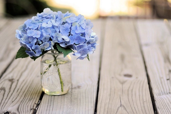 Недорогие букеты с гортензиями могут исчезнуть из российских магазинов