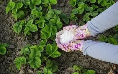 Подкормка клубники в конце сезона: почему сейчас фосфор важнее калия