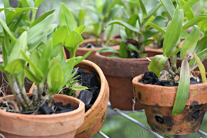 Как выбрать готовый грунт для орхидей