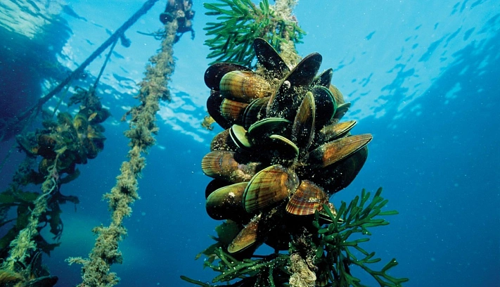 Россияне могут остаться без устриц