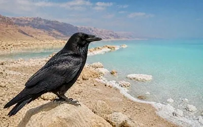 На Мёртвом море исчезают слишком смелые вороны