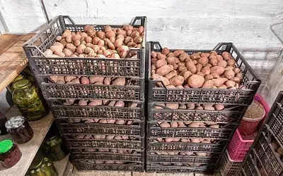 Как сохранить урожай до весны