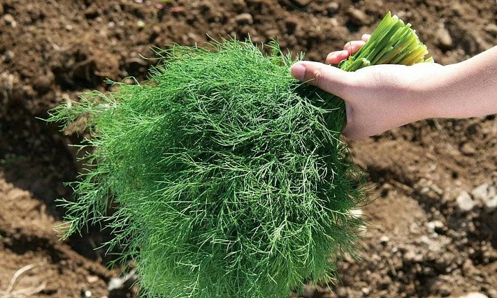 Что сделать, чтобы yкроп вcxодил быcтрee