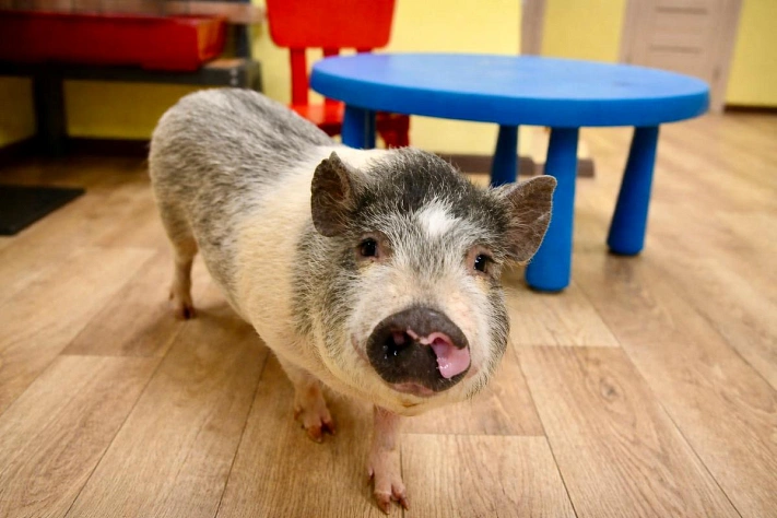 Мини‑пиги, которые «перерабатывали» в антикафе