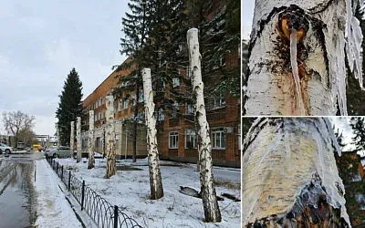 Берёзы в Казахстане обрезали так, что город увидел почти казнь
